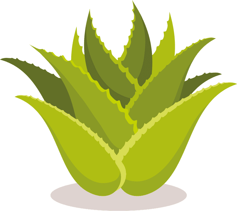 Refreshing Aloe Vera Greenery Delight PNG