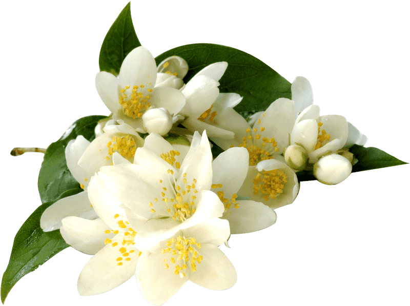 Jasmine Tea Blossom Serenity PNG