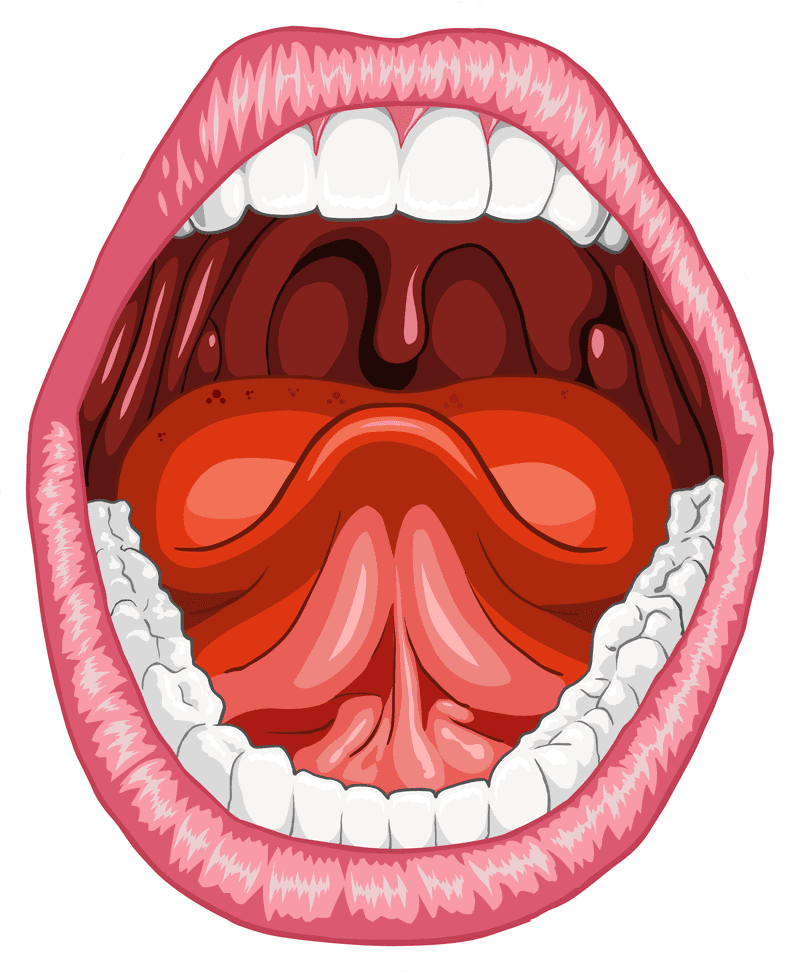 Bacteria in the Human Oral Microbiome PNG