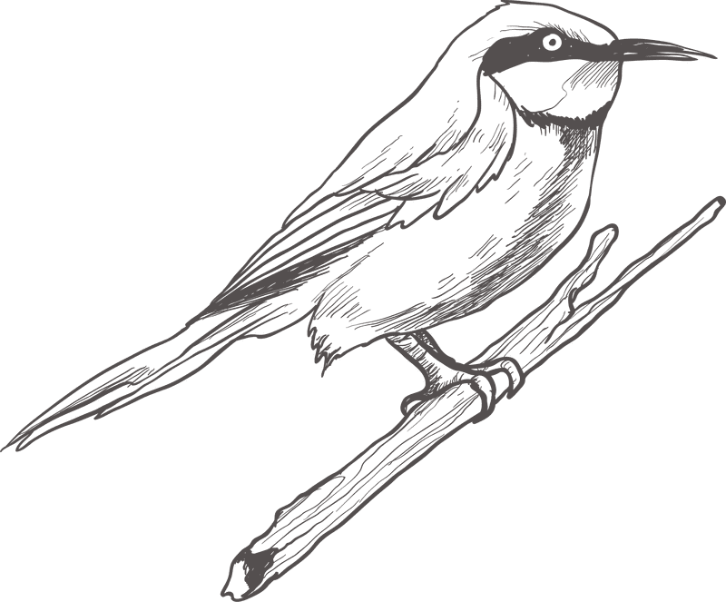 Elegant Shadowed Bird Perched on a Branch PNG