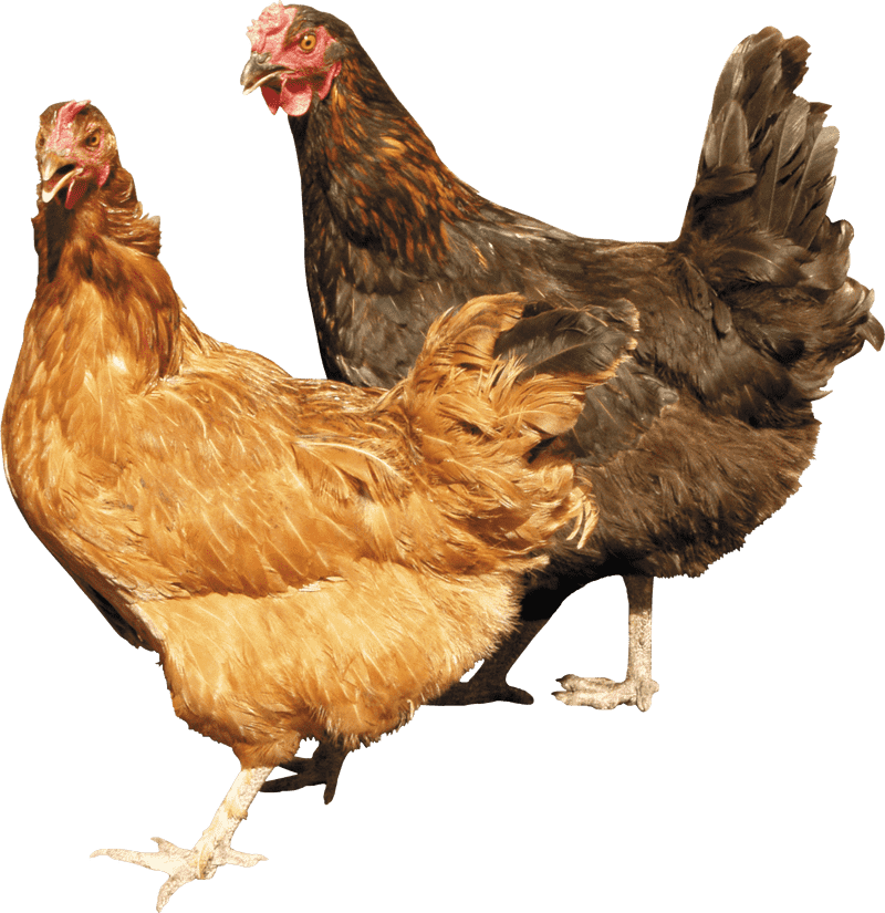 Charming Chicken Coop Companions PNG
