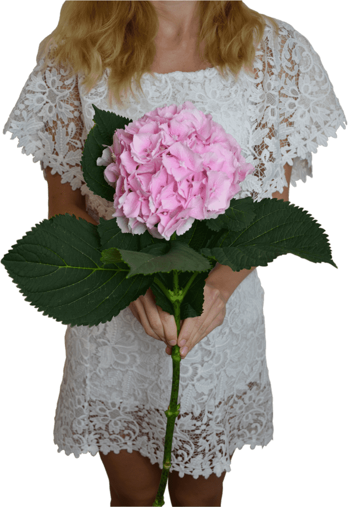 Elegant Flower Bouquet with Pink Hydrangea PNG