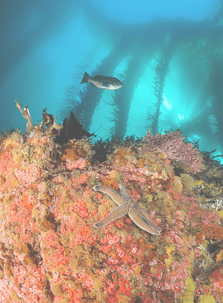Underwater Wonders A Colorful Coral Kingdom PNG