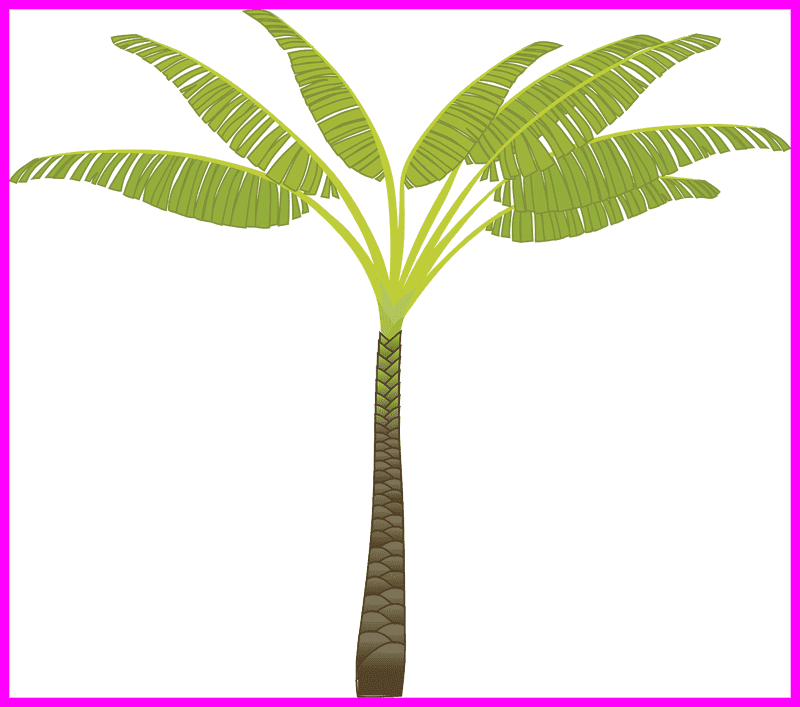 Tall Tropical Paradise Tree PNG