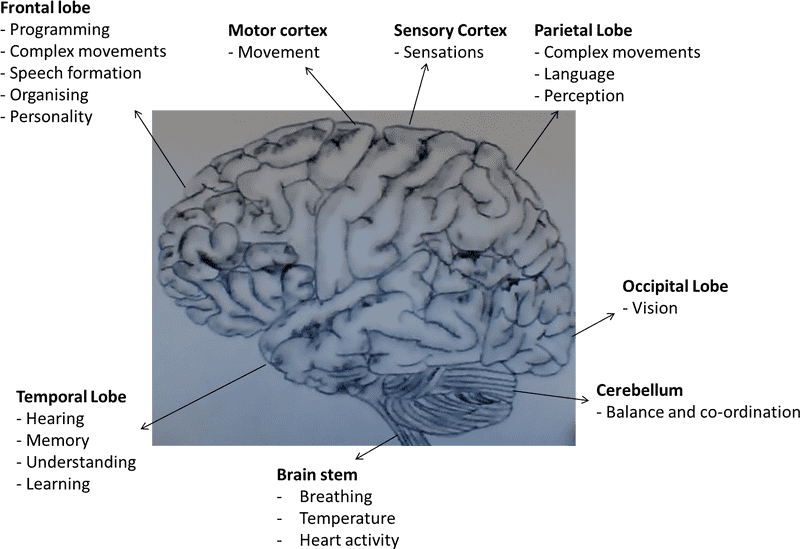 Coral Reef A Mind Beneath the Waves PNG