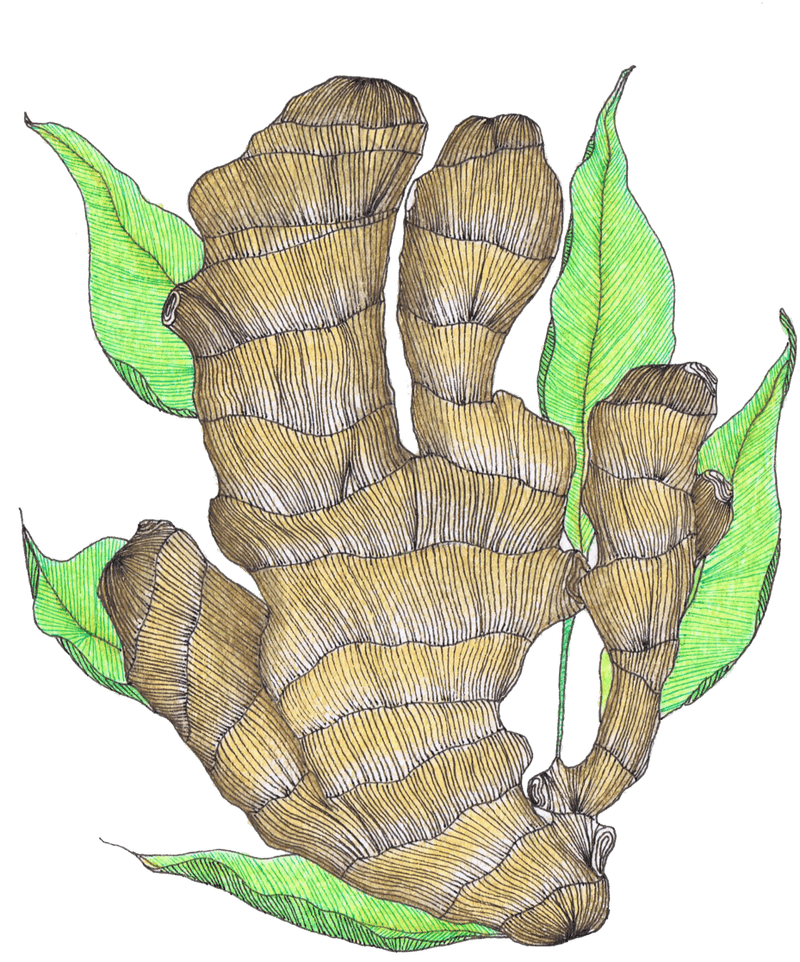 Refreshing Ginger Tea with Herbal Hints PNG