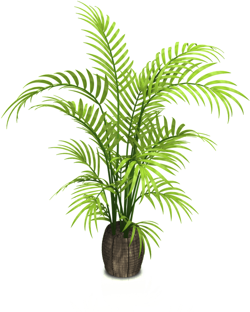 Lush Tropical Indoor Plant for Vibrant Spaces PNG