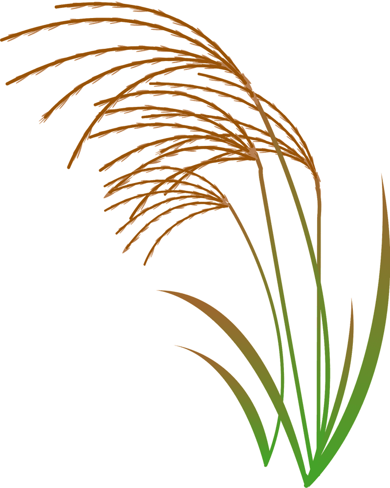 Golden Blades of Graceful Grass PNG