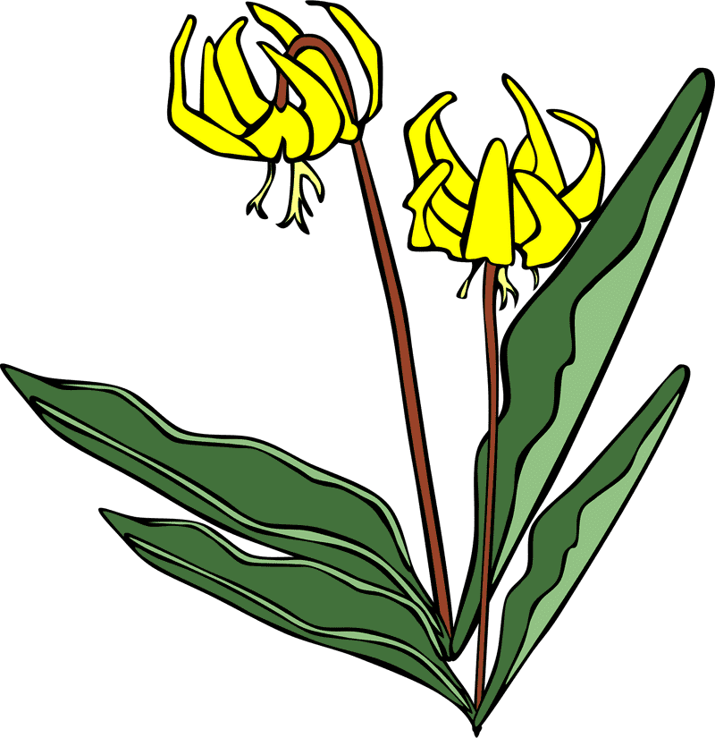 Golden Blooms of the Glacier PNG