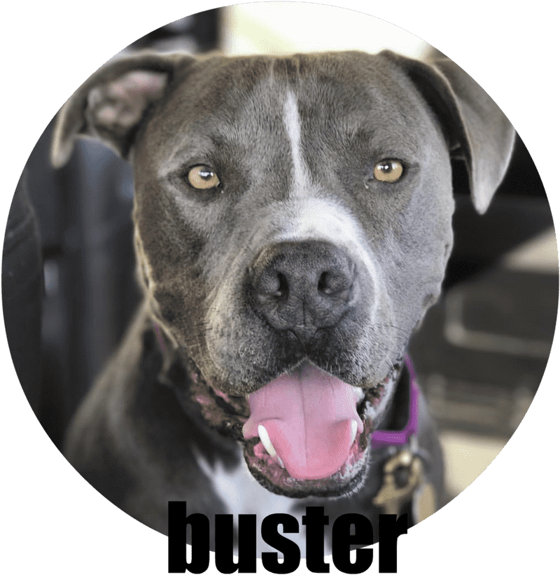 Happy Dog with Charming Smile PNG