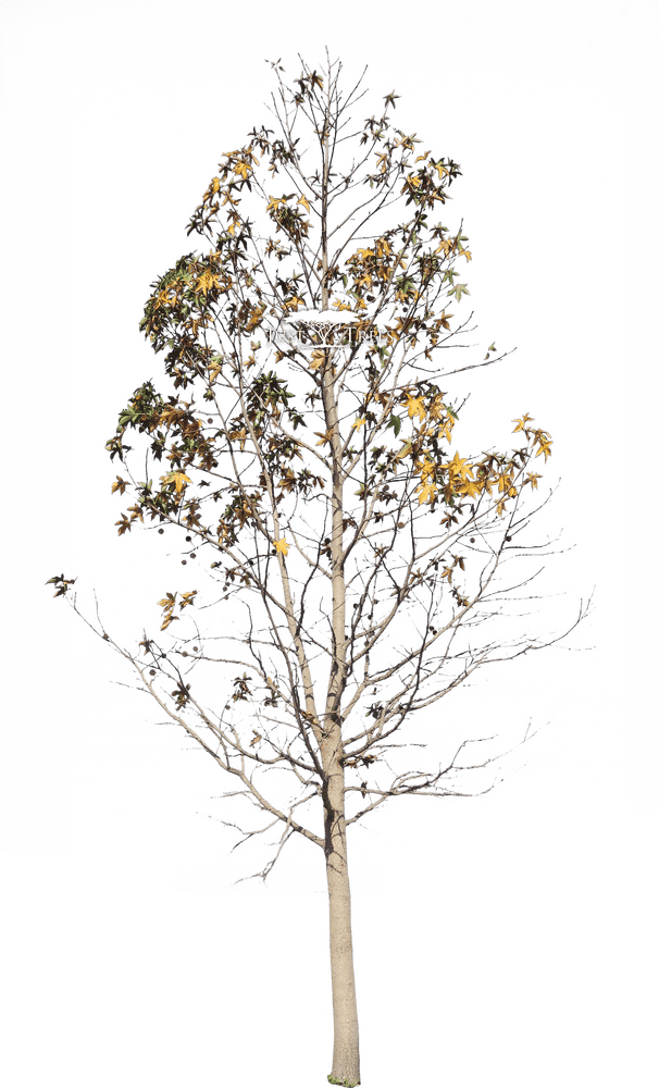 Utility Pole Mimicking a Tree in Autumn PNG