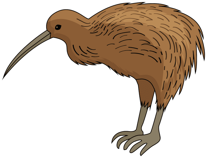 Curious Kiwi Bird of New Zealand PNG