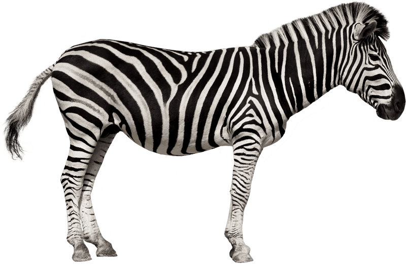 Striped Animal of the Grasslands PNG