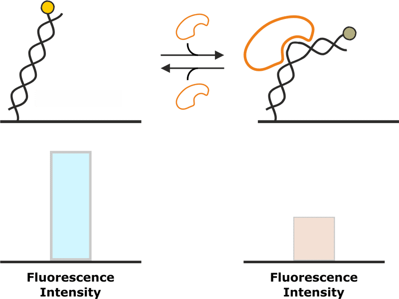DNA Dynamics Unraveling Genetic Interactions PNG