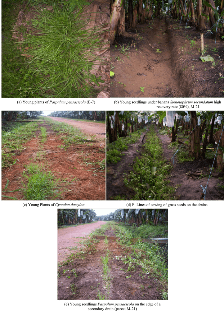 Exploring the Lush Hiking Trail Oasis PNG
