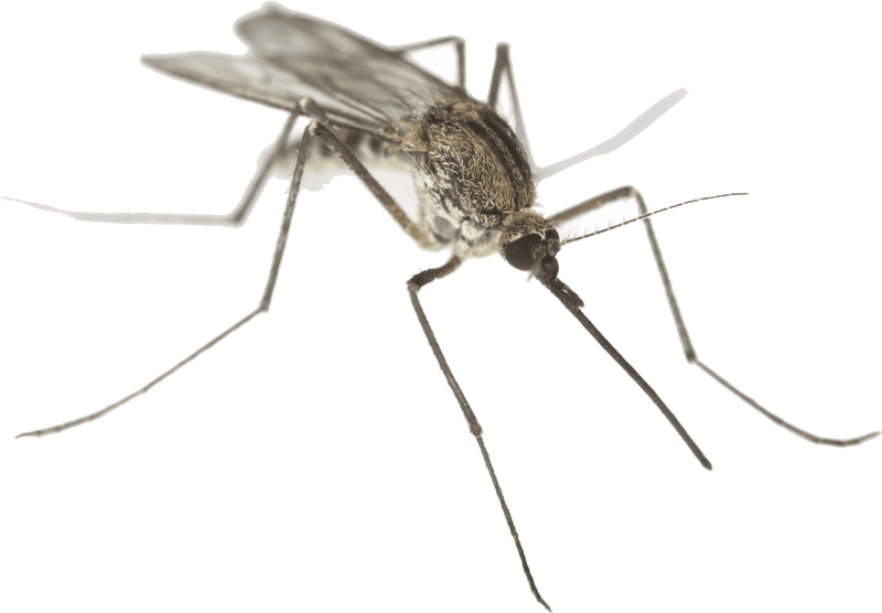 Ultimate Mosquito Repellent for Outdoor Protection PNG