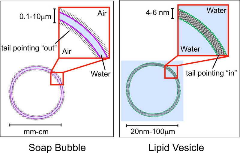 Soap and Water The Science of Surface Tension PNG
