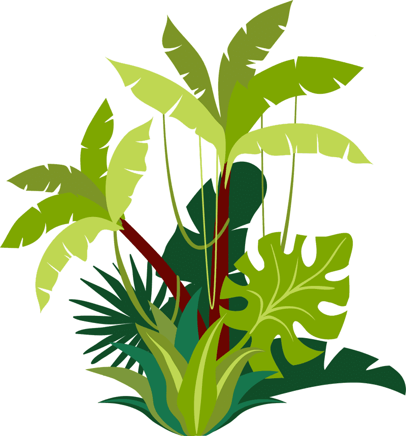 Exploring the Lush Jungle Trail Oasis PNG