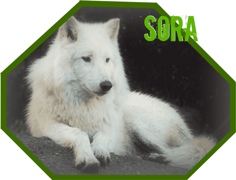 White Arctic Dog Serenity Sora's Calm Presence PNG
