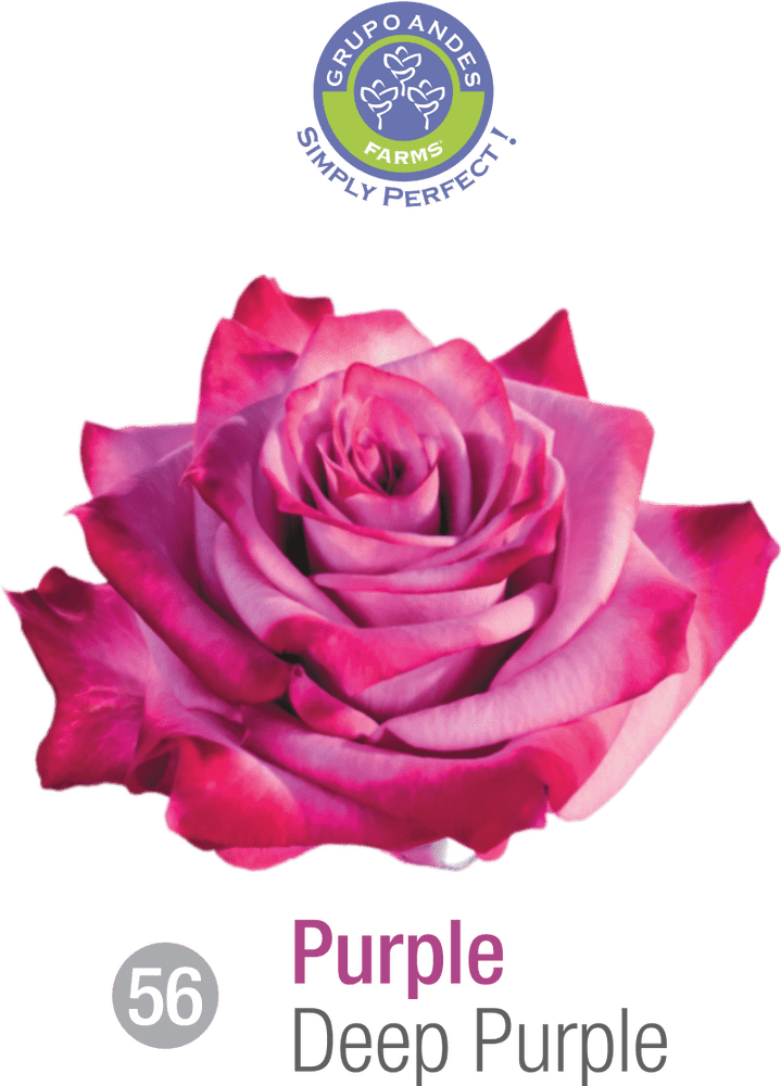 Deep Forest Blossom The Allure of Nature's Purple Rose PNG