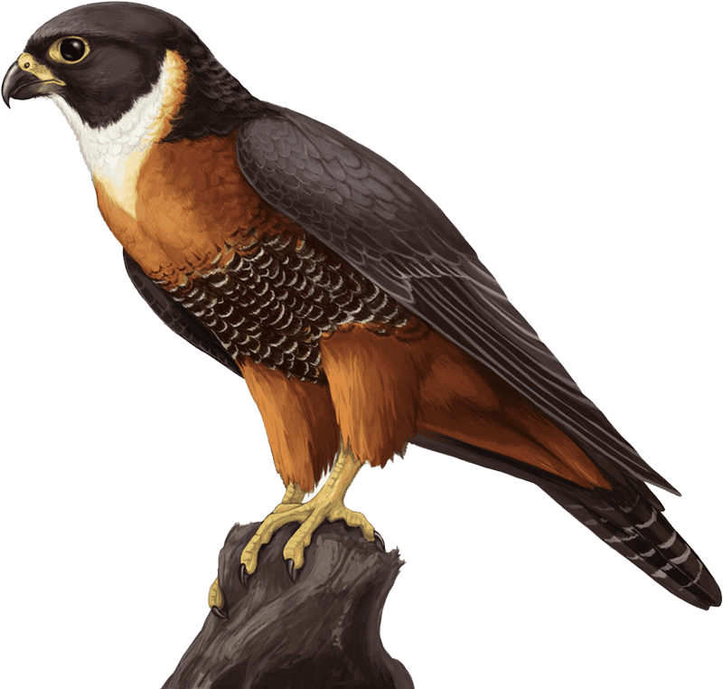 Colorful Bird of Prey The Ultimate Animal Hunter PNG