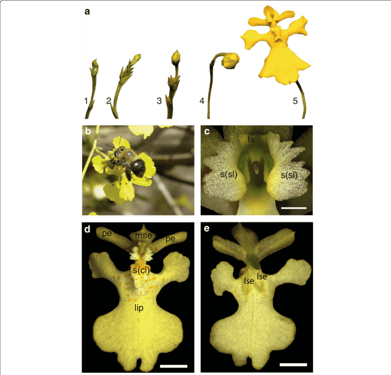 Orchid Evolution From Bud to Bloom PNG
