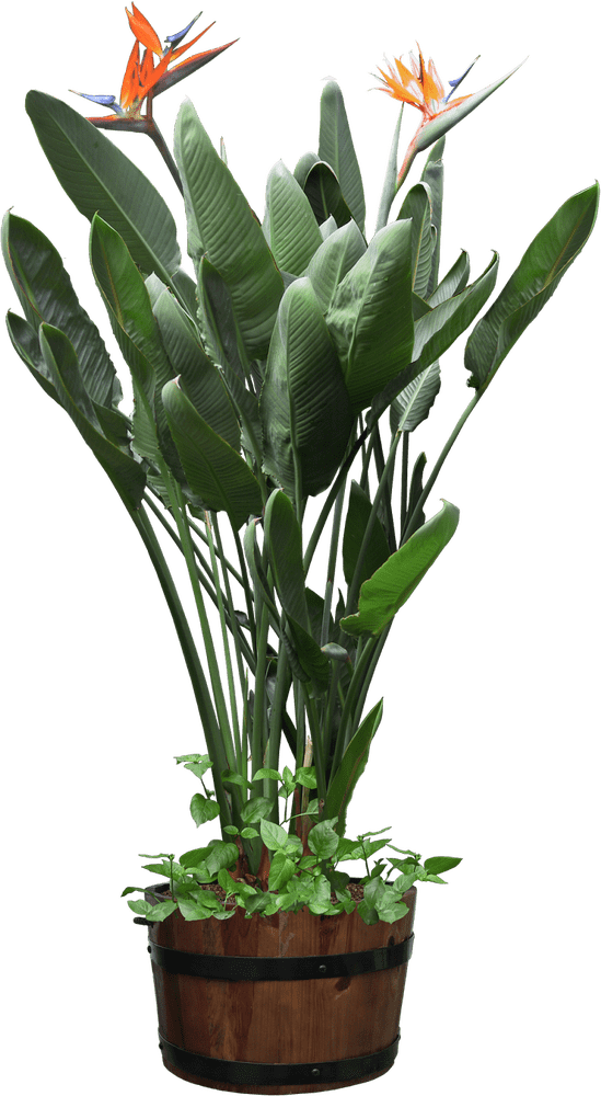 Lush Indoor Plant Oasis with Birds of Paradise PNG