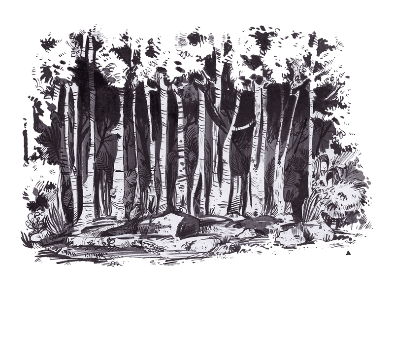 Whispers of the Enchanted Forest PNG