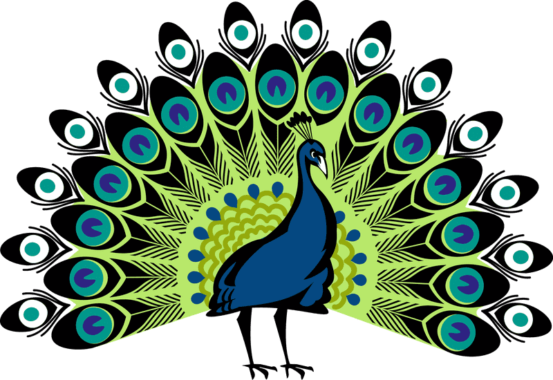 Vibrant Peacocks Nature's Colorful Display PNG