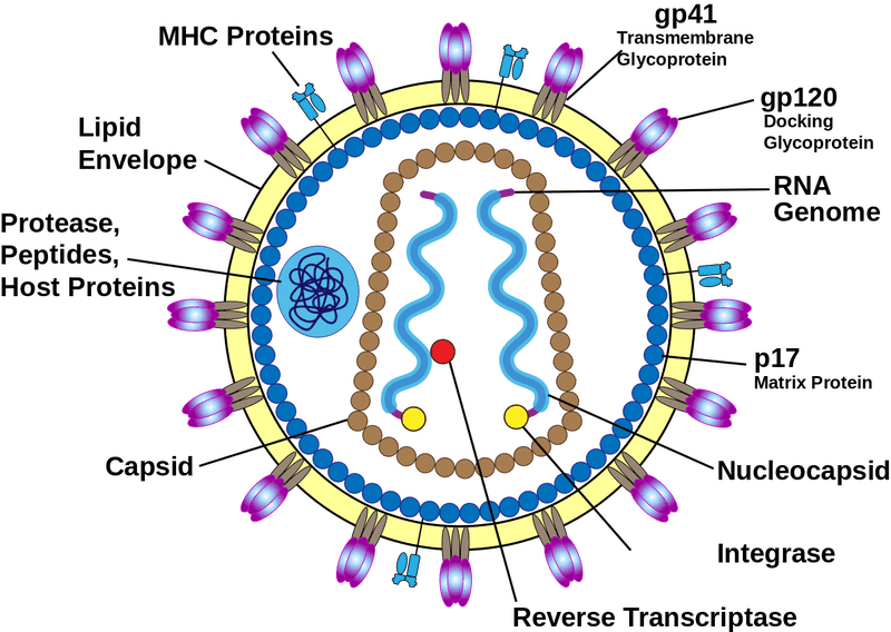 Structure and Function of the Virus A Detailed Overview PNG