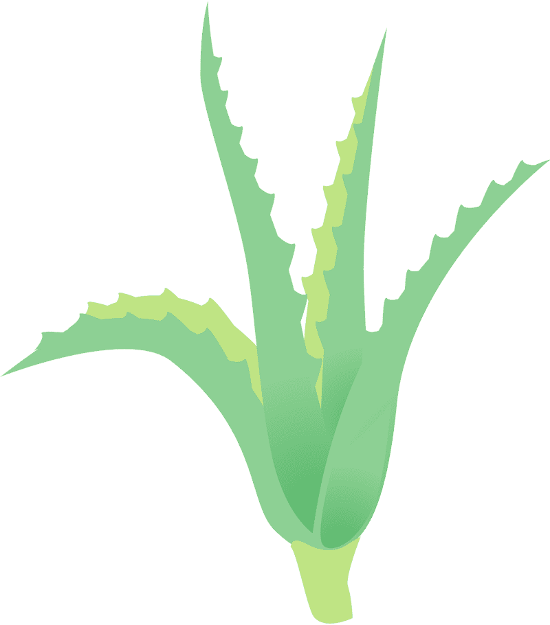 Aloe Vera Nature's Soothing Green Wonder PNG