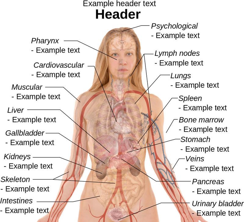 Anatomy of Blood Flow and Circulation PNG