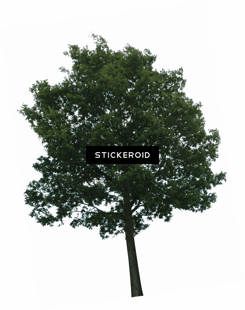 Stickeroid The Majestic Tree of Nature PNG