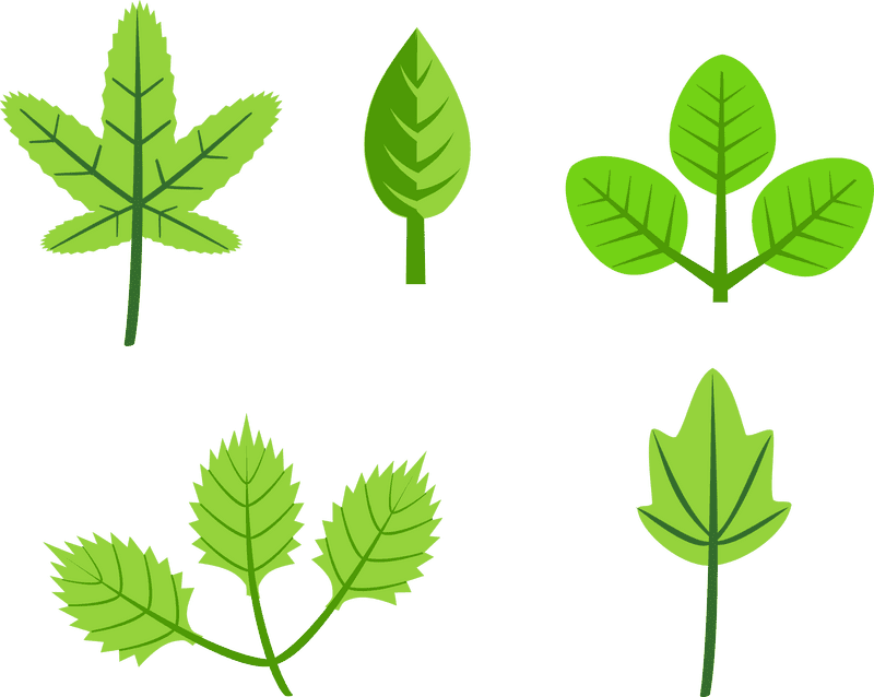 Diverse Shades of Leafy Greenery PNG