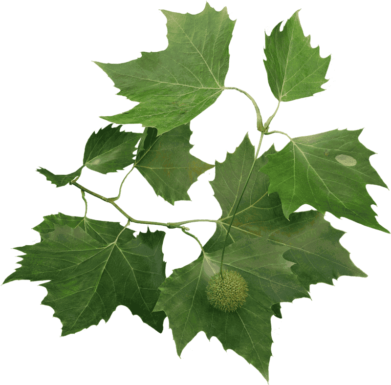 Elegant Paper Plane Inspired by Nature PNG