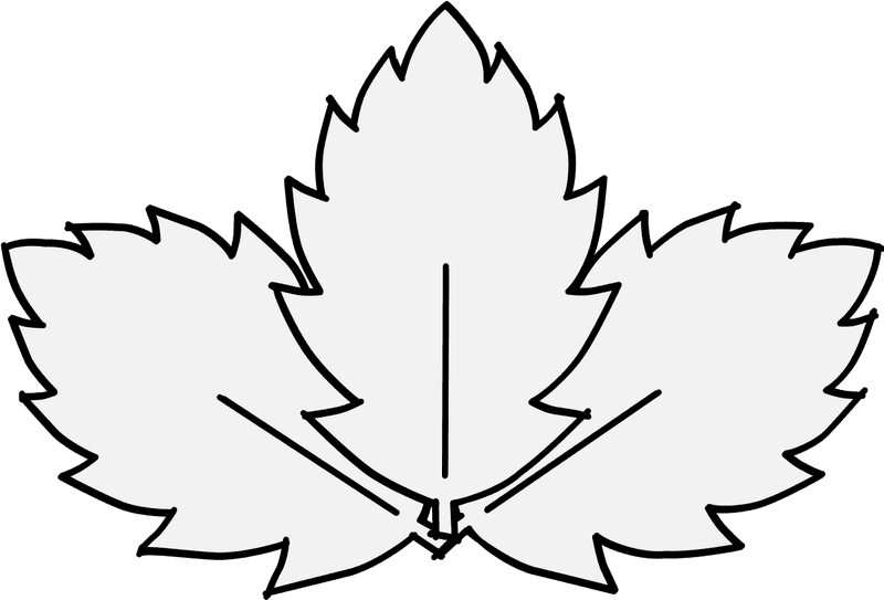 Tranquil Triple Leaf Design PNG