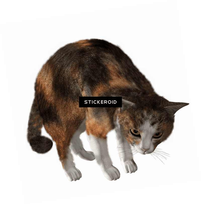 Curious Cat Exploring Its Surroundings PNG