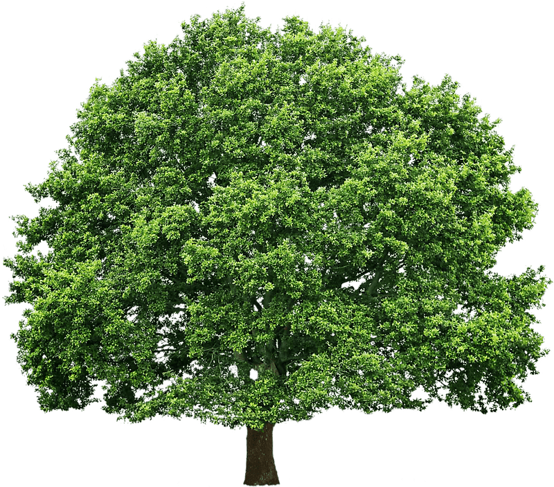Lush Green Canopy Tree of Life PNG