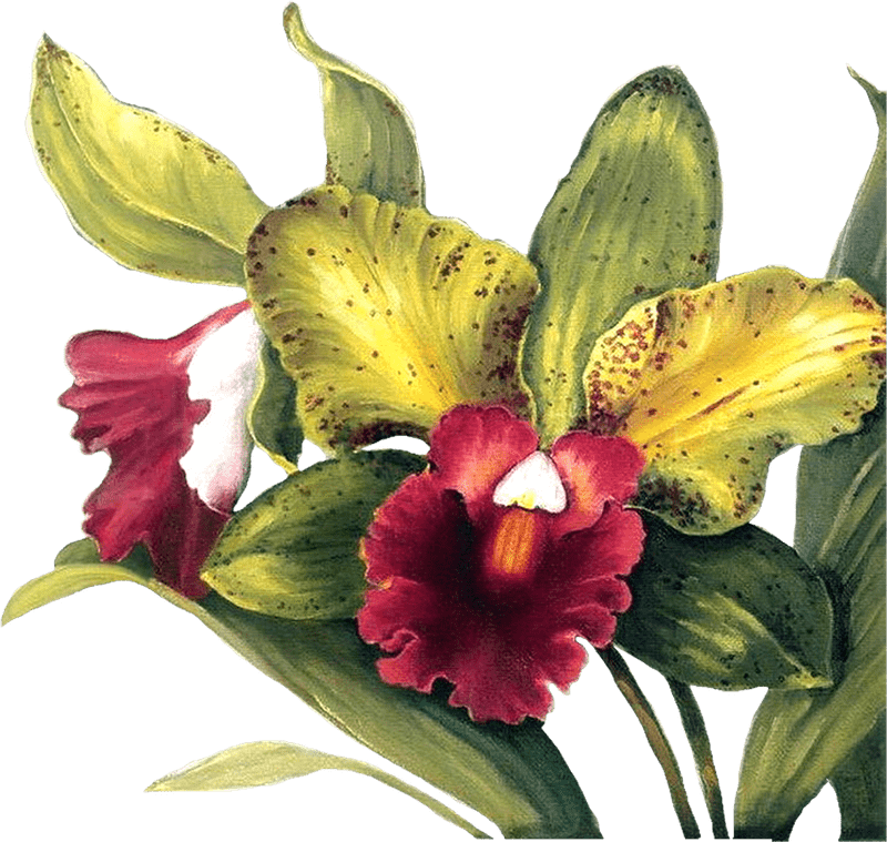 Orchid Elegance in Blooming Splendor PNG