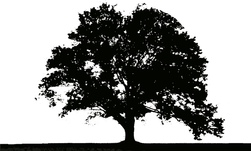 Majestic Silhouette of the Tree at Dusk PNG