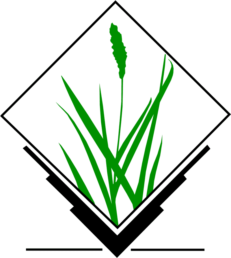 Lush Green Grass with Tall Blades PNG
