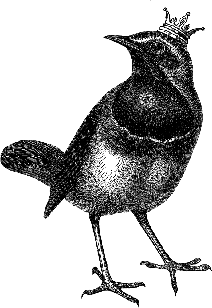 Majestic Bird in Elegant Stance PNG