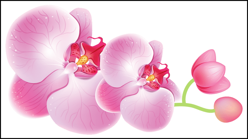 Elegant Orchid Blossom in Bloom PNG
