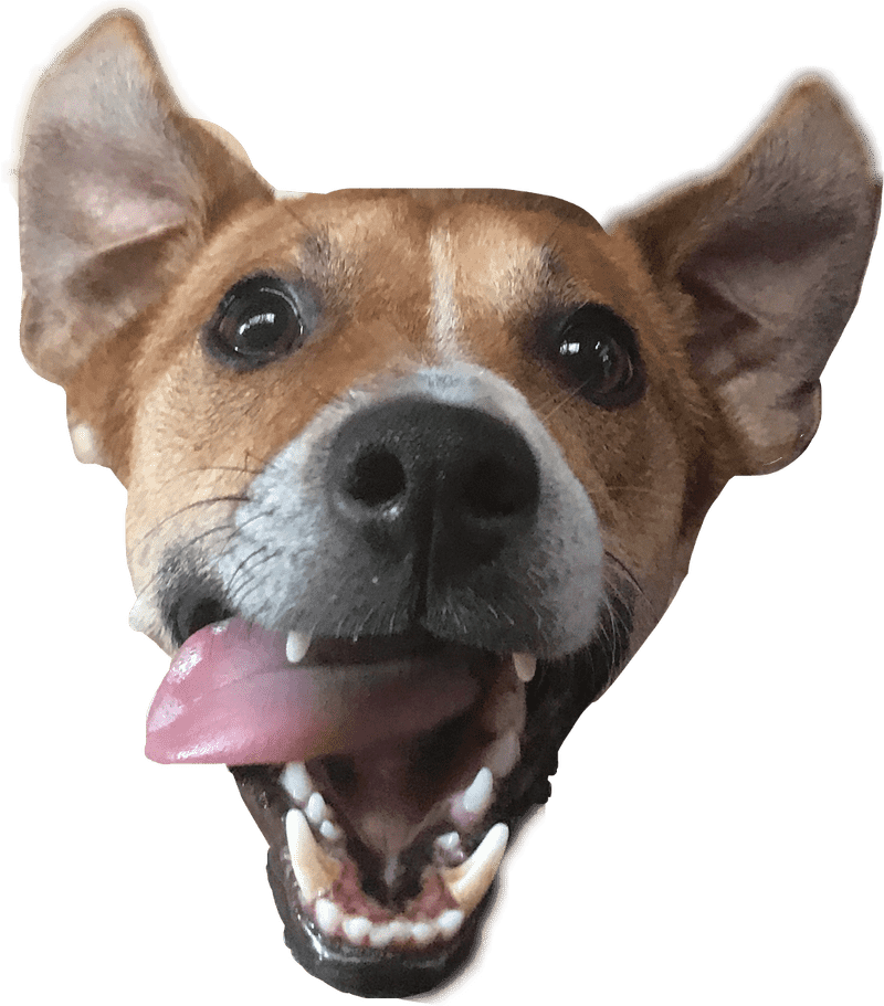 Joyful Dog Smiling Brightly PNG