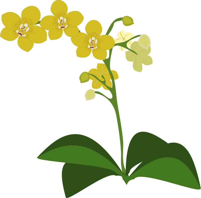 Golden Orchid Blooming Serenity PNG