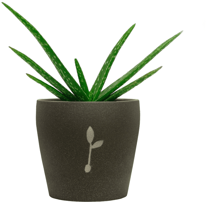 Fresh Aloe Vera Oasis in a Stylish Pot PNG