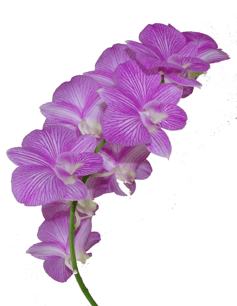 Elegant Orchid Blooms in Soft Pink PNG