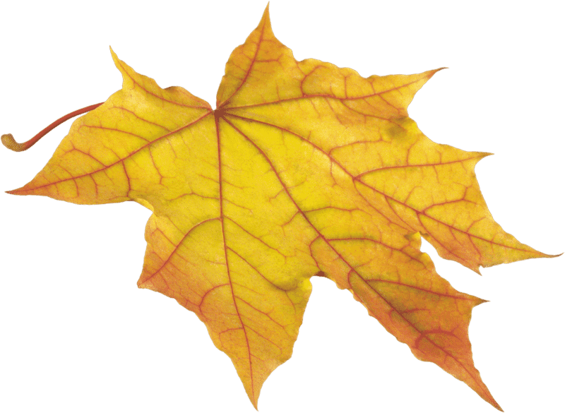 Golden Autumn Leaf Delight PNG