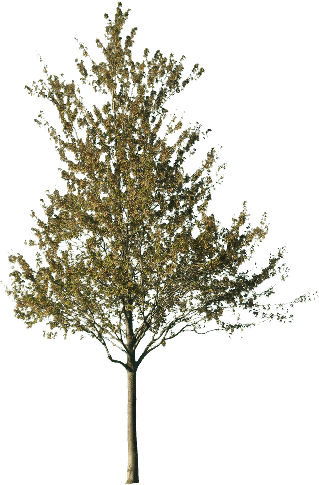 Golden Leaves Tree of Tranquility PNG