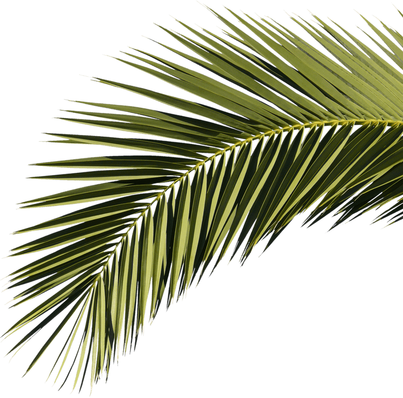 Graceful Palm Tree Fronds Against the Sky PNG